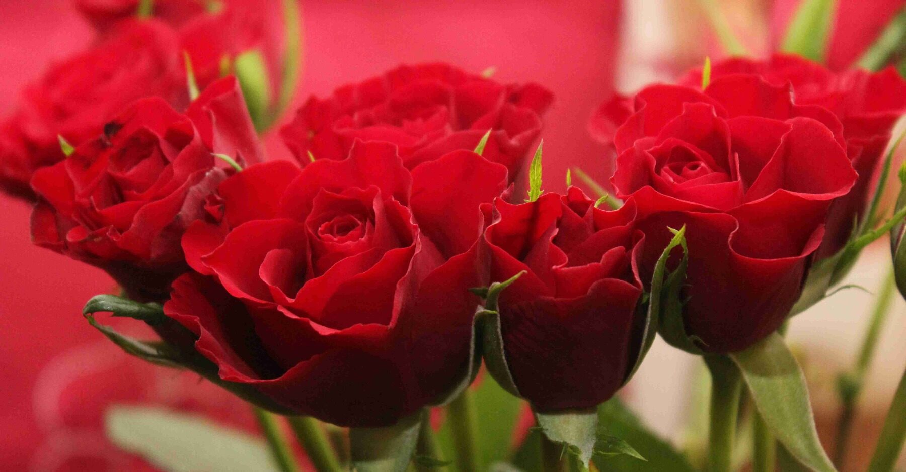 Enchanted Garden Bouquet OF valentine's flowers